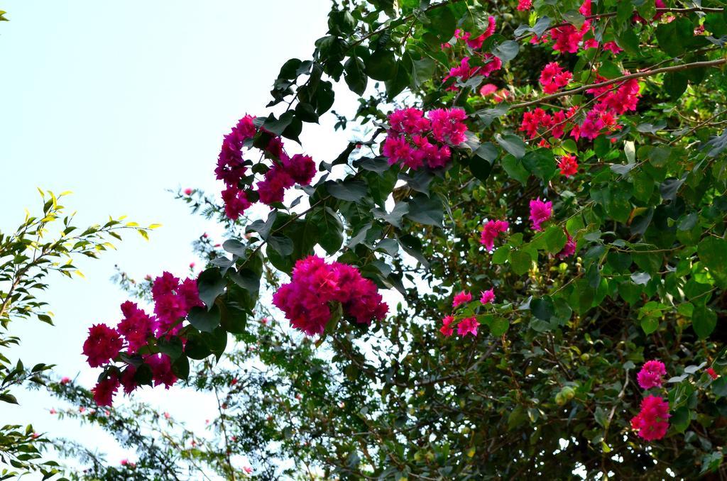 Mum'S Garden Resort Pokhara Bagian luar foto